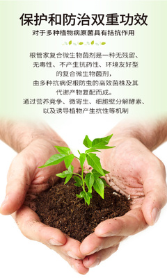 土傳病害克星 復(fù)合微生物菌劑與抗重茬技術(shù)的前沿研發(fā)