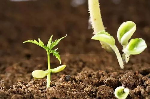 未來(lái)五年肥料研發(fā)重點(diǎn)聚焦 微生物菌肥與復(fù)合微生物肥料的創(chuàng)新之路