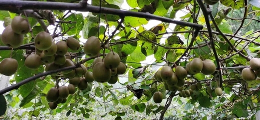 省土肥總站來我縣調(diào)研，共促生物有機肥與復合微生物肥料研發(fā)應(yīng)用